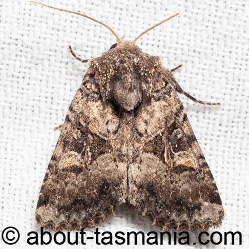 Neumichtis mesophaea, moth, Tasmania