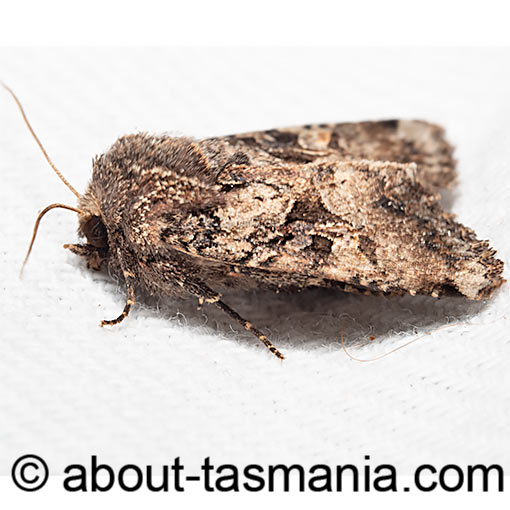 Neumichtis mesophaea, moth, Tasmania
