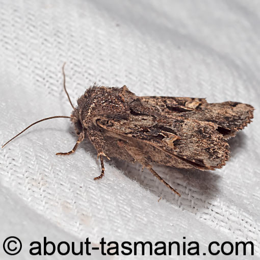 Neumichtis mesophaea, moth, Tasmania
