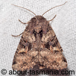 Neumichtis mesophaea