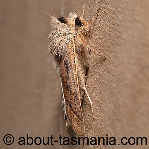 Pantydia diemeni, Tasmania, moth