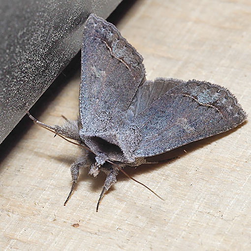 Pantydia diemeni, Tasmania, moth
