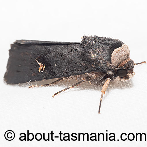 Proteuxoa cinereicollis, Tasmania, moth