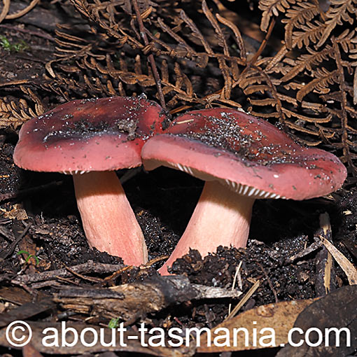 Russula purpureoflava, fungi, Tasmania