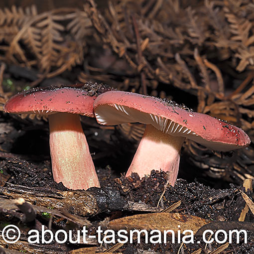 Russula purpureoflava, fungi, Tasmania