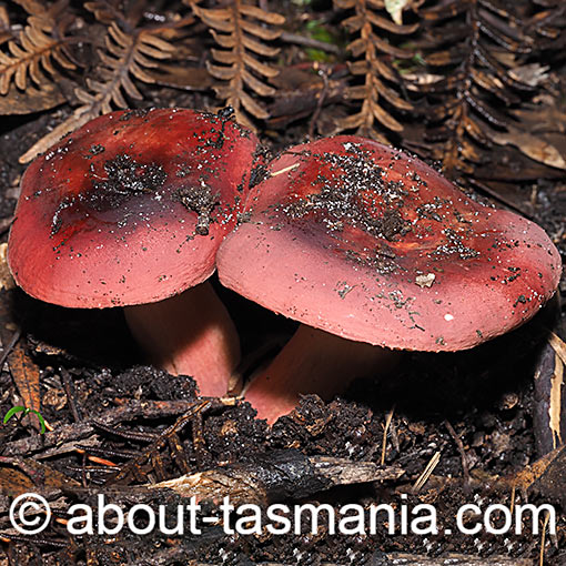 Russula purpureoflava, fungi, Tasmania