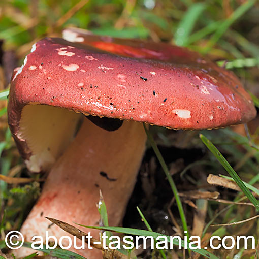 Russula purpureoflava, fungi, Tasmania