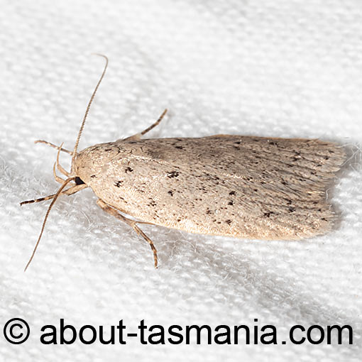 Oecophoridae, Tasmania, moth