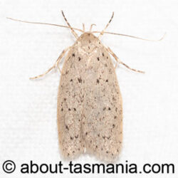 Stictochila delosticta