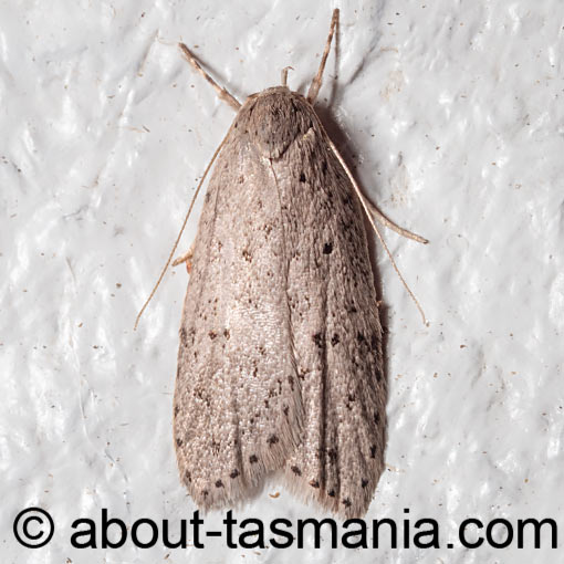 Stictochila myriospila, Oecophoridae, Tasmania, moth