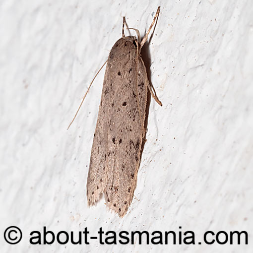 Stictochila myriospila, Oecophoridae, Tasmania, moth