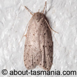 Stictochila myriospila