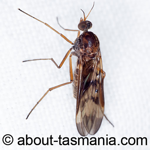 Sylvicola neozelandicus, Wood Gnat, Anisopodidae, Tasmania