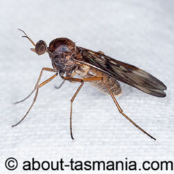 Sylvicola neozelandicus