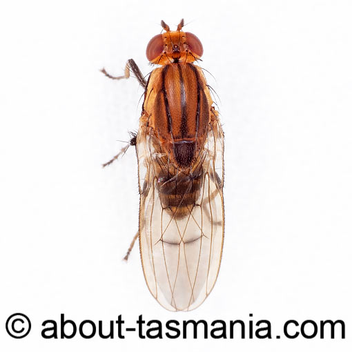 Austroleria truncata, fly, Heleomyzidae, Tasmania
