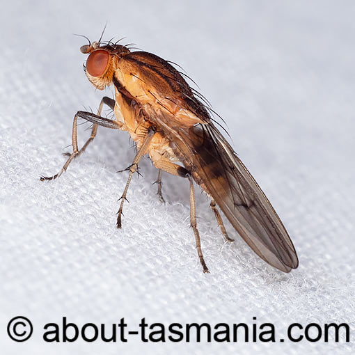 Austroleria truncata, fly, Heleomyzidae, Tasmania