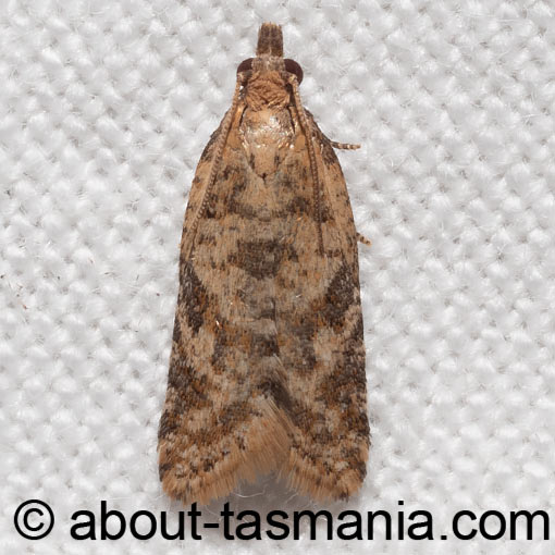 Capua eugrapta, Tortricidae, Tasmania, moth