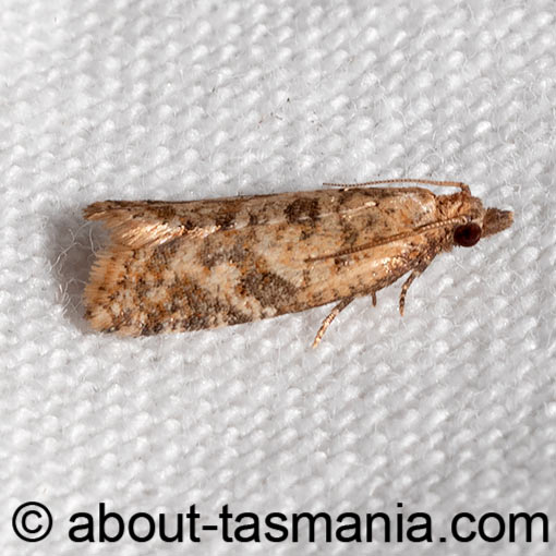 Capua eugrapta, Tortricidae, Tasmania, moth