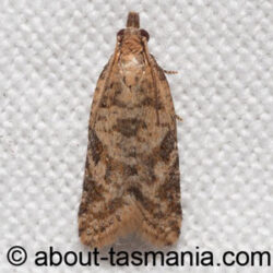 Capua eugrapta