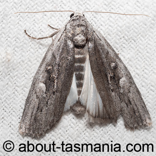 Elesma subglauca, Nolidae, Tasmania, moth