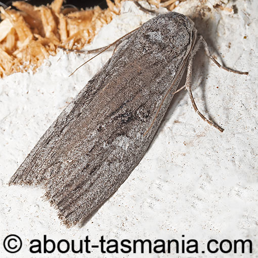 Elesma subglauca, Nolidae, Tasmania, moth