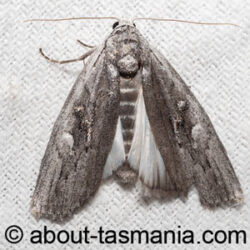 Elesma subglauca