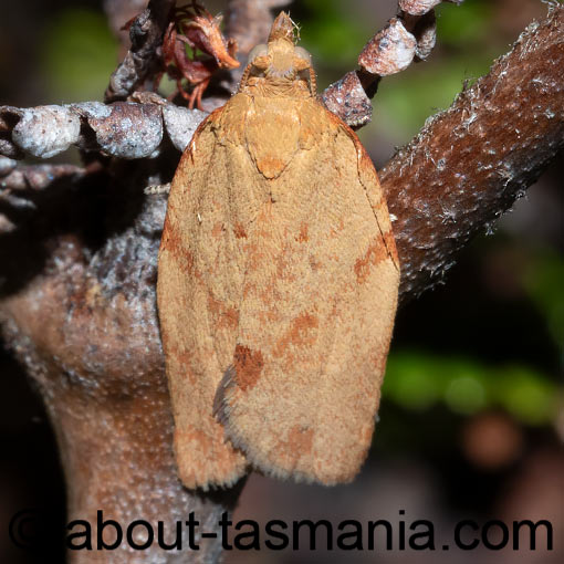 Epiphyas caryotis, Tortricidae, Tasmania, moth