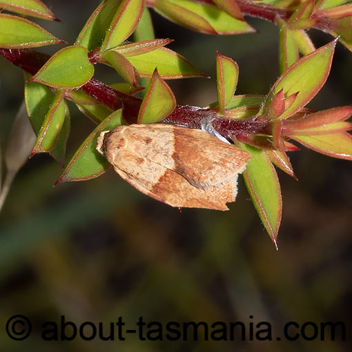 Epiphyas caryotis, Tortricidae, Tasmania, moth