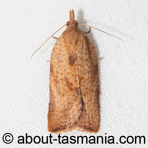 Epiphyas dotatana, Tortricidae, moth, Tasmania