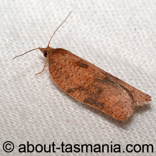 Epiphyas dotatana, Tortricidae, moth, Tasmania