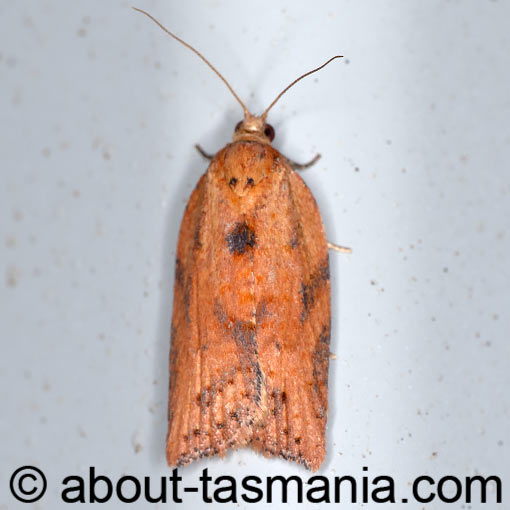 Epiphyas dotatana, Tortricidae, moth, Tasmania