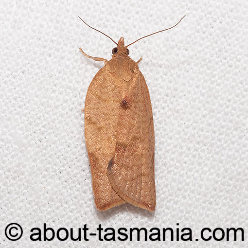 Epiphyas dotatana, Tortricidae, moth, Tasmania
