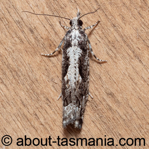 Holocola phaeoscia, Tortricidae, Tasmania, moth