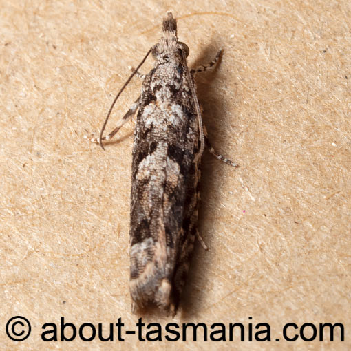 Holocola phaeoscia, Tortricidae, Tasmania, moth