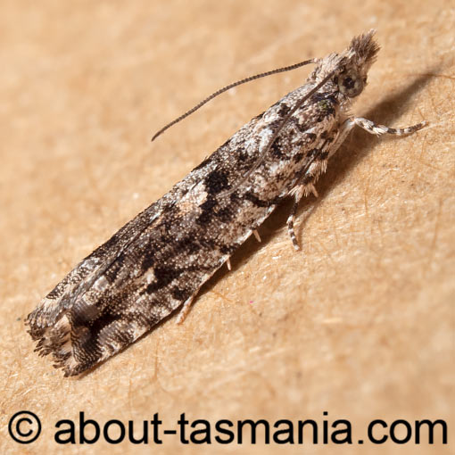 Holocola phaeoscia, Tortricidae, Tasmania, moth