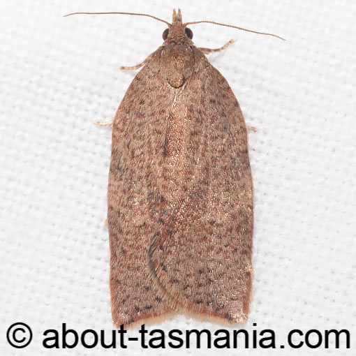 Meritastis laganodes, Tortricidae, Tasmania, moth