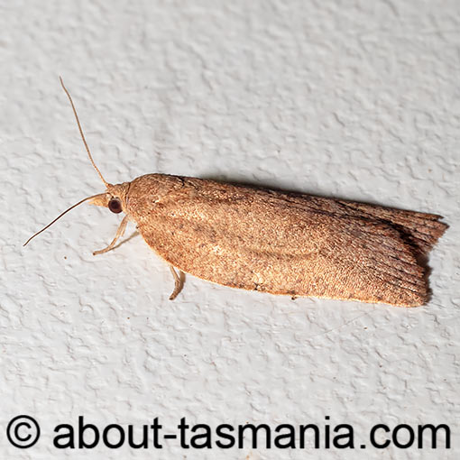 Meritastis laganodes, Tortricidae, Tasmania, moth