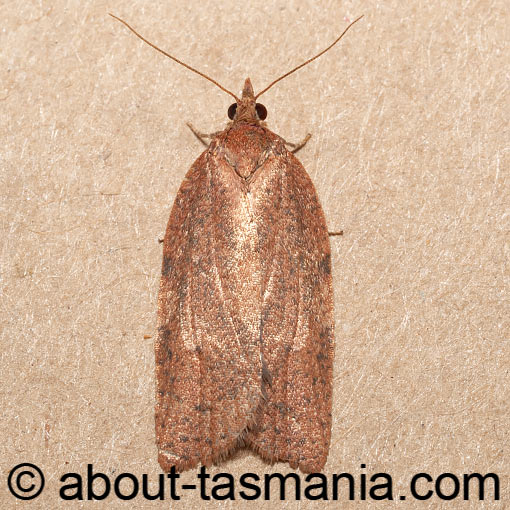 Meritastis laganodes, Tortricidae, Tasmania, moth