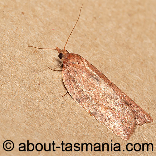 Meritastis laganodes, Tortricidae, Tasmania, moth