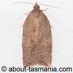 Meritastis laganodes
