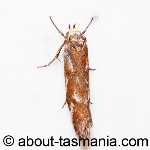 Palimmeces habrophanes, Oecophoridae, Tasmania, moth
