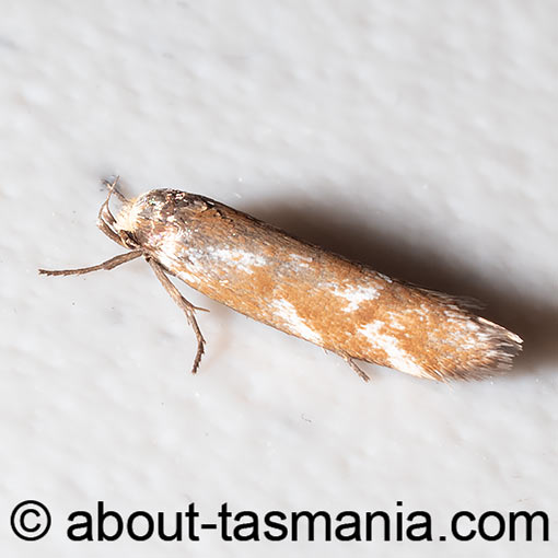 Palimmeces habrophanes, Oecophoridae, Tasmania, moth