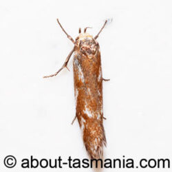 Palimmeces habrophanes