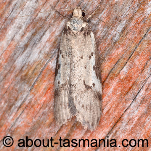 Philobota transversella, Oecophoridae, Tasmania, moth