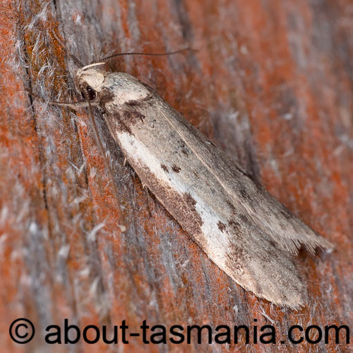 Philobota transversella, Oecophoridae, Tasmania, moth