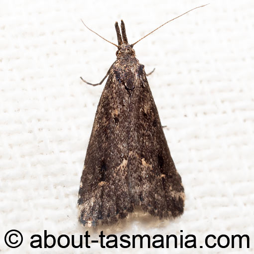 Schrankia capnophanes Erebidae, Tasmania, moth