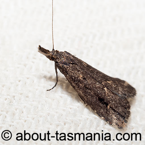 Schrankia capnophanes Erebidae, Tasmania, moth