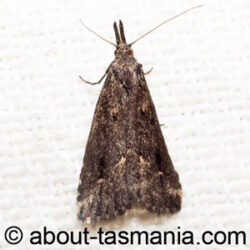 Schrankia capnophanes