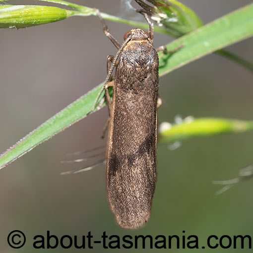 Scoliacma nana, Tasmania, moth