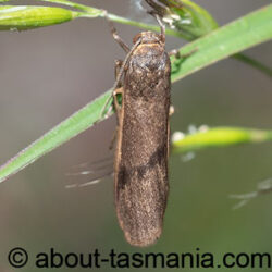 Scoliacma nana